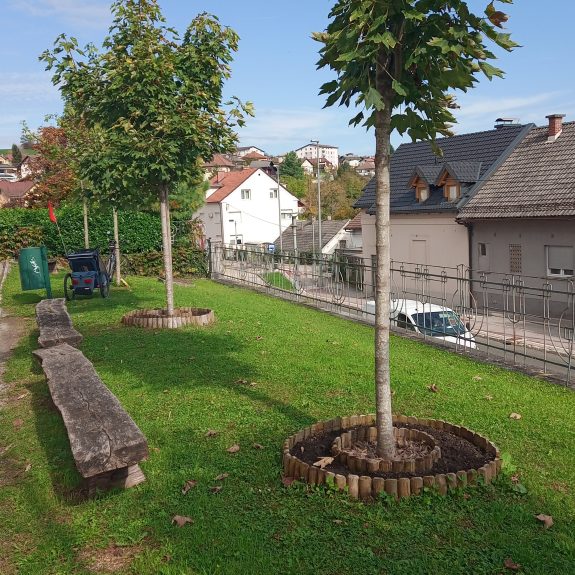 Sajenje žafranov, foto: Matjaž Štih