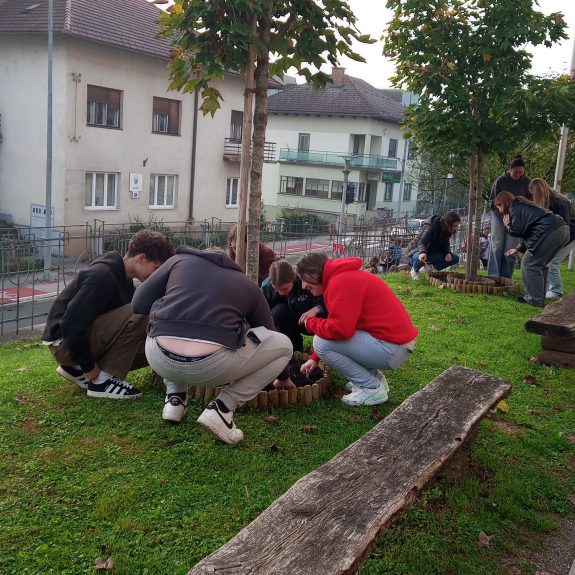 Sajenje žafranov, foto: Matjaž Štih