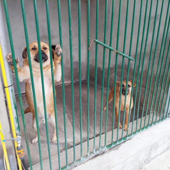 Pomagali smo živalim v zavetišču, foto: Suzana Krvavica