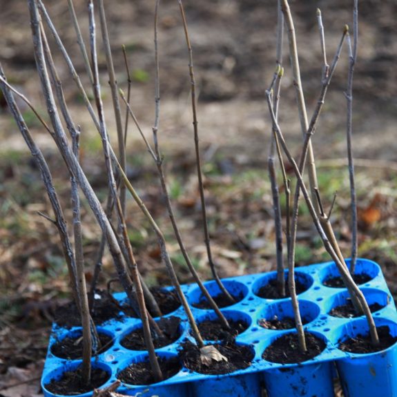 280 dreves za 280 let Gimnazije Novo mesto, foto: Rosana Špelić