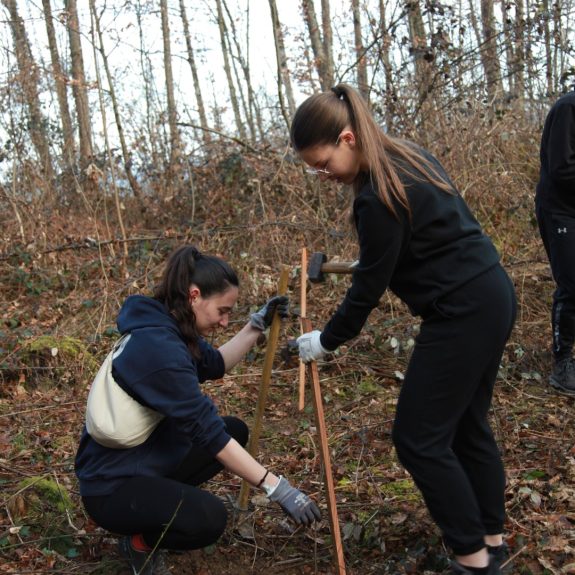 280 dreves za 280 let Gimnazije Novo mesto, foto: Rosana Špelić