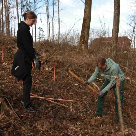 280 dreves za 280 let Gimnazije Novo mesto, foto: Rosana Špelić