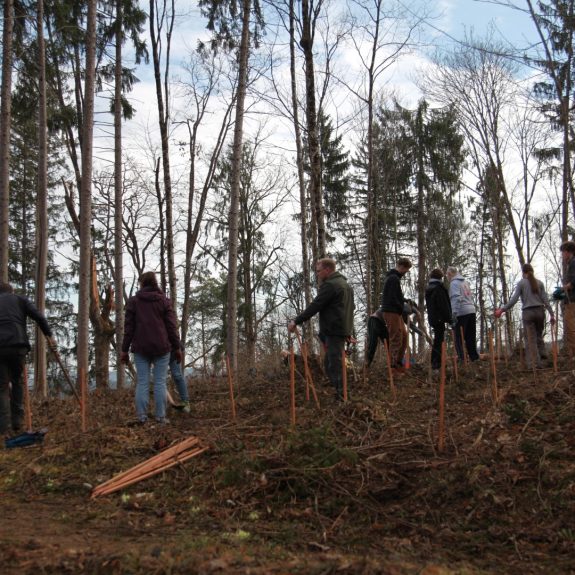 280 dreves za 280 let Gimnazije Novo mesto, foto: Rosana Špelić