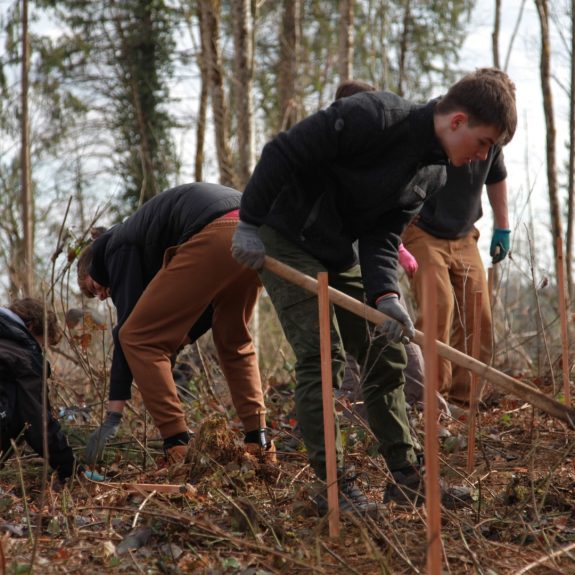 280 dreves za 280 let Gimnazije Novo mesto, foto: Rosana Špelić