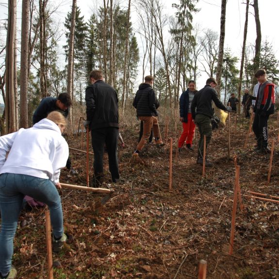 280 dreves za 280 let Gimnazije Novo mesto, foto: Rosana Špelić