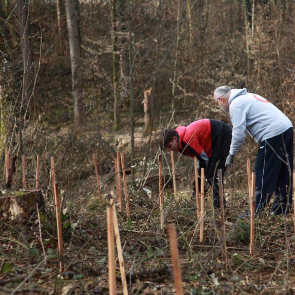 280 dreves za 280 let Gimnazije Novo mesto, foto: Rosana Špelić